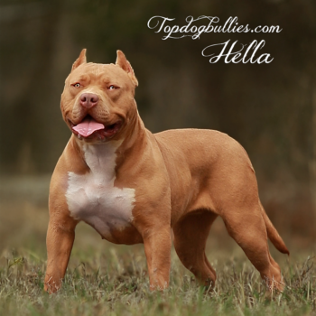 Topdog Bullies Hella is an XXL female Pitbull Bully dog at our American Bully kennels