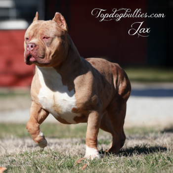 Topdog Bullies Jax is a lilac tri merle American Bully stud dog at our American Bully kennel. He's thick and solid.