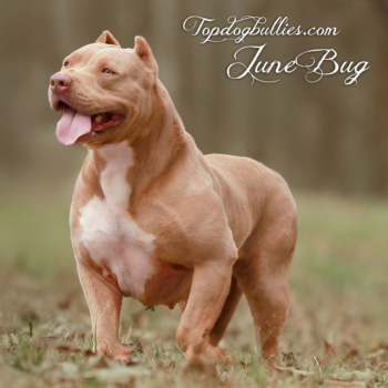 Topdog Bullies June Bug is an XL female champagne American Bully XL Pitbull