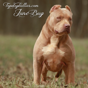 Topdog Bullies June xl xxl sporty Champagne American Bully XL american bully pitbull working dog