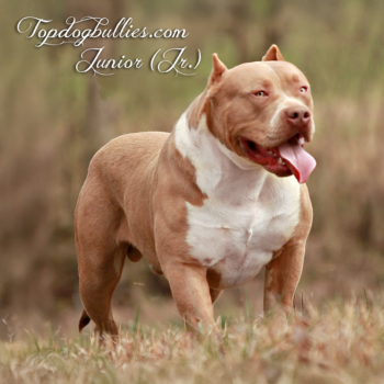 Topdog Bullies Junior (Jr.) is a Bully XXL Fawn Pitbull stud at Topdogbullies kennel in Huron, TN