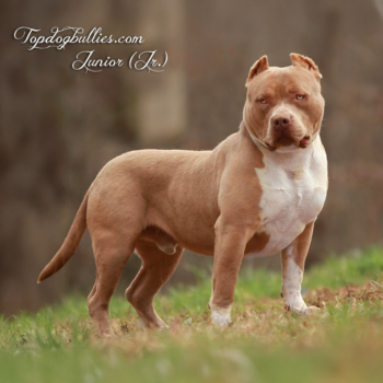 Topdog Bullies Junior (Jr.) is an XL American Bully XXL Fawn Pitbull stud at Topdogbullies