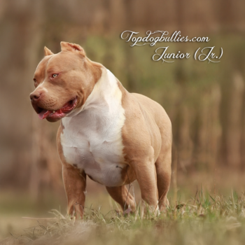 Topdog Bullies Junior (Jr.) is an XL American Bully XXL Fawn Pitbull stud males at Topdogbullies kennel