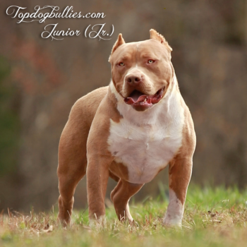 Topdog Bullies Junior (Jr.) is an XXL American Bully fawn stud at our Pitbull XXL kennel