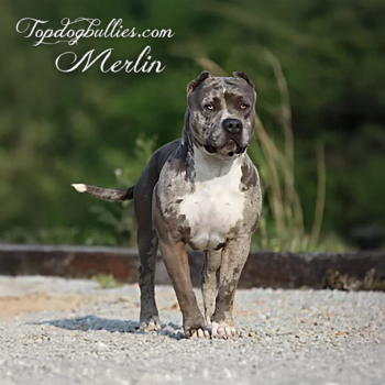Topdog Bullies Merlin is a blue merle XL Pitbull at our Pitbull kennel near me Tennessee