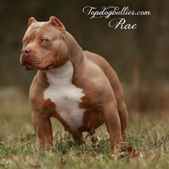 Topdog Bullies Rae is a champagne American Bully XL XXL Pit Pitbull by Tennesse Bully breeders Topdogbullies