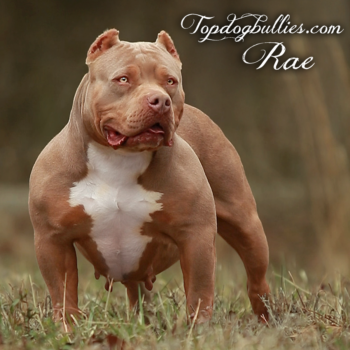 Topdog Bullies Rae is an XL champagne american bully for sale by Bully breeders Topdogbullies
