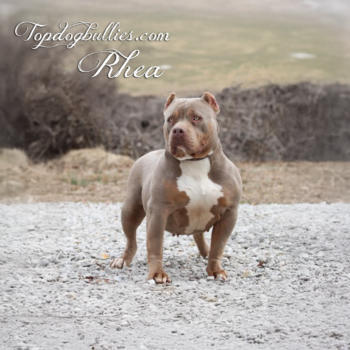 Topdog Bullies Rhea is a wide frame massive XXL Bully female Lilac Tri American Bully at our XL Pitbull kennels in TN
