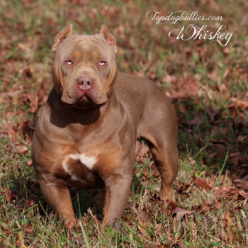 Topdog Bullies Whiskey is a massive XXL lilac tri American Bully stud dog at our Pit Moster Bully kennel