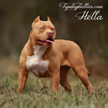 Topdog Bullies Hella is an XL female American Bully Pit for sale near me from Tennessee American Bully breeders