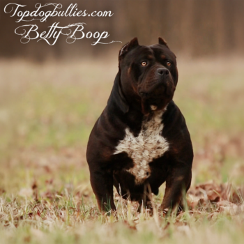 Topdogbullies Betty Boop is a chocolate black tri american bully XL female at our XXL Pitbull kennels in TN
