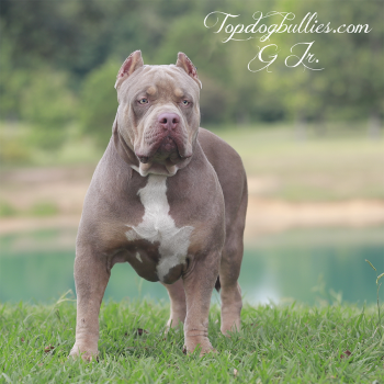 Topdog Bullies G Jr. is a lilac tri XXL American Bully dog stud and a XL Pitbull produced by Topdogbullies of Tennesse