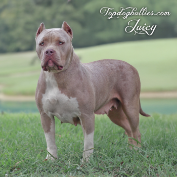 Topdog Bullies Juicy is a merle lilac tri XXL American Bully dog female and a XL Pitbull produced by Topdogbullies of Tennesse